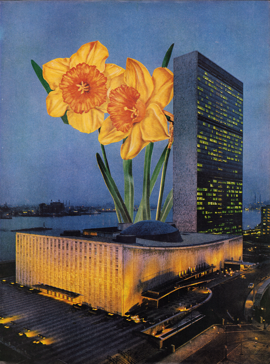 Daffodil Evening