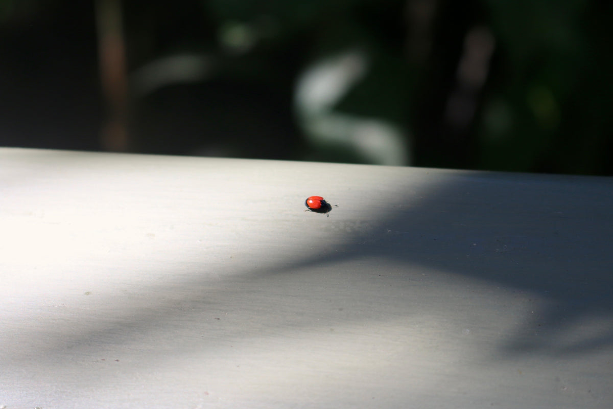 Ladybug On My Kitchen Window Sill