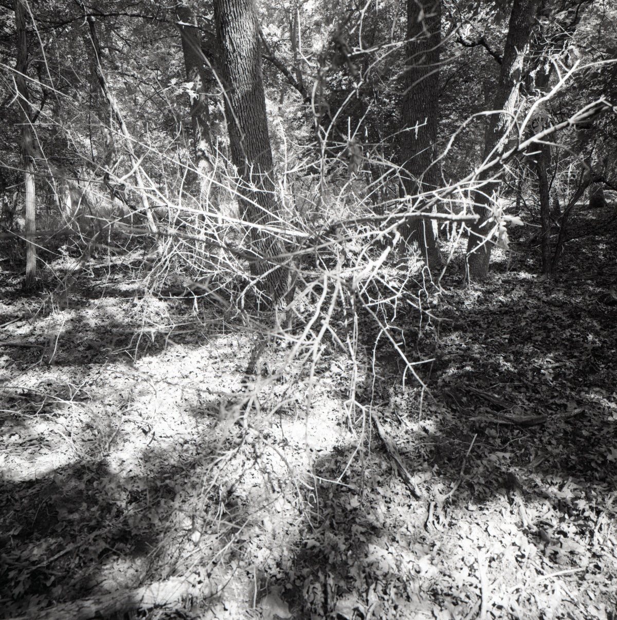 Branch Angel (Tarrant County, TX)