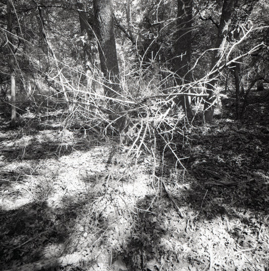 Branch Angel (Tarrant County, TX)
